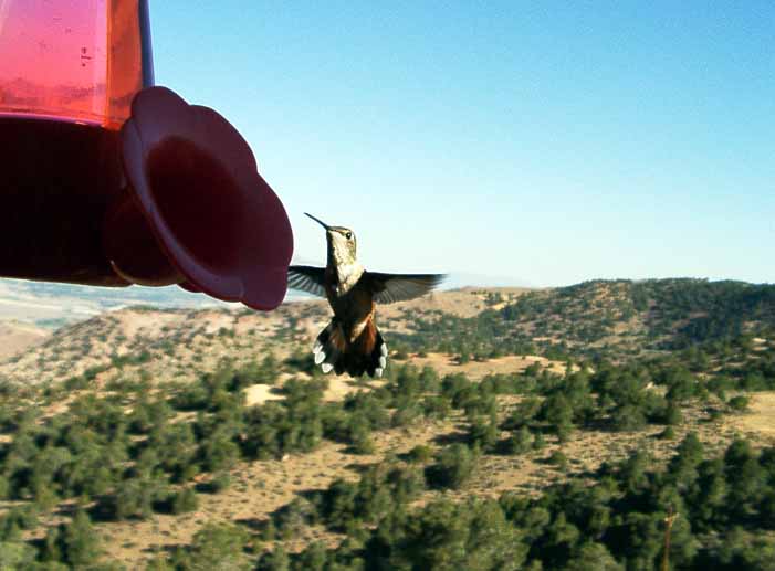 Copyright 2002 Brian Underdahl